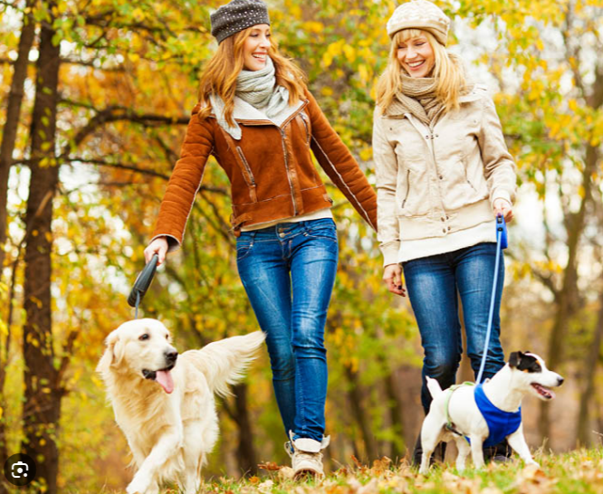 Two friends walking their dogs together in autumn